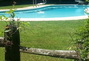 Pool beyond fence