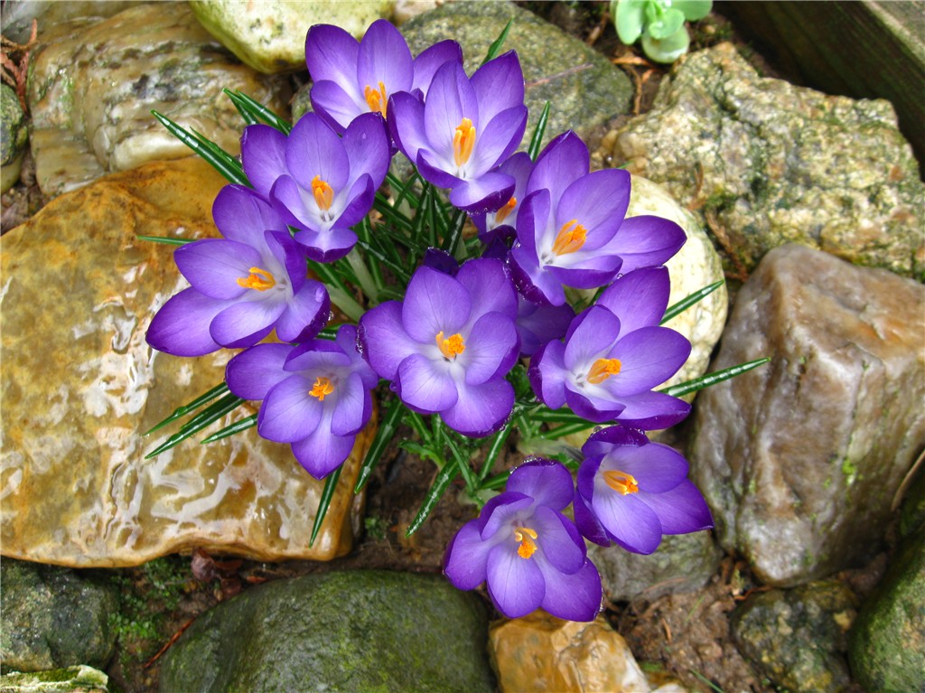 Spring flowers - crocus